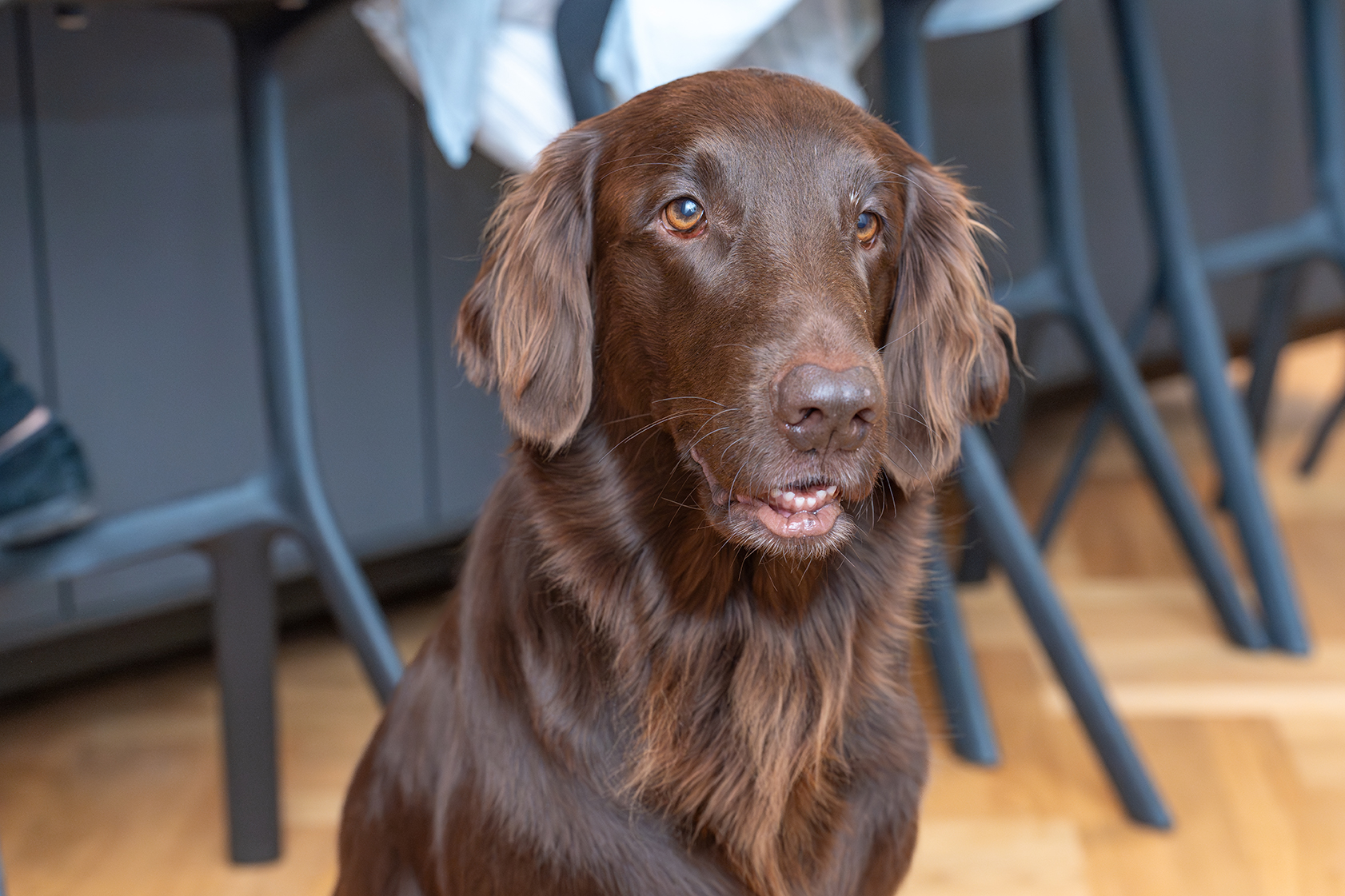 Brauner Hund sitzt im Büro der Rose Treuhand GmbH und blickt aufmerksam in die Kamera.